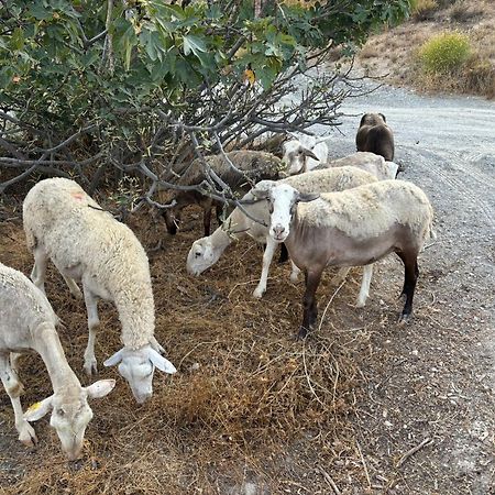 הוילה אורגיווה Cortijo La Vista מראה חיצוני תמונה