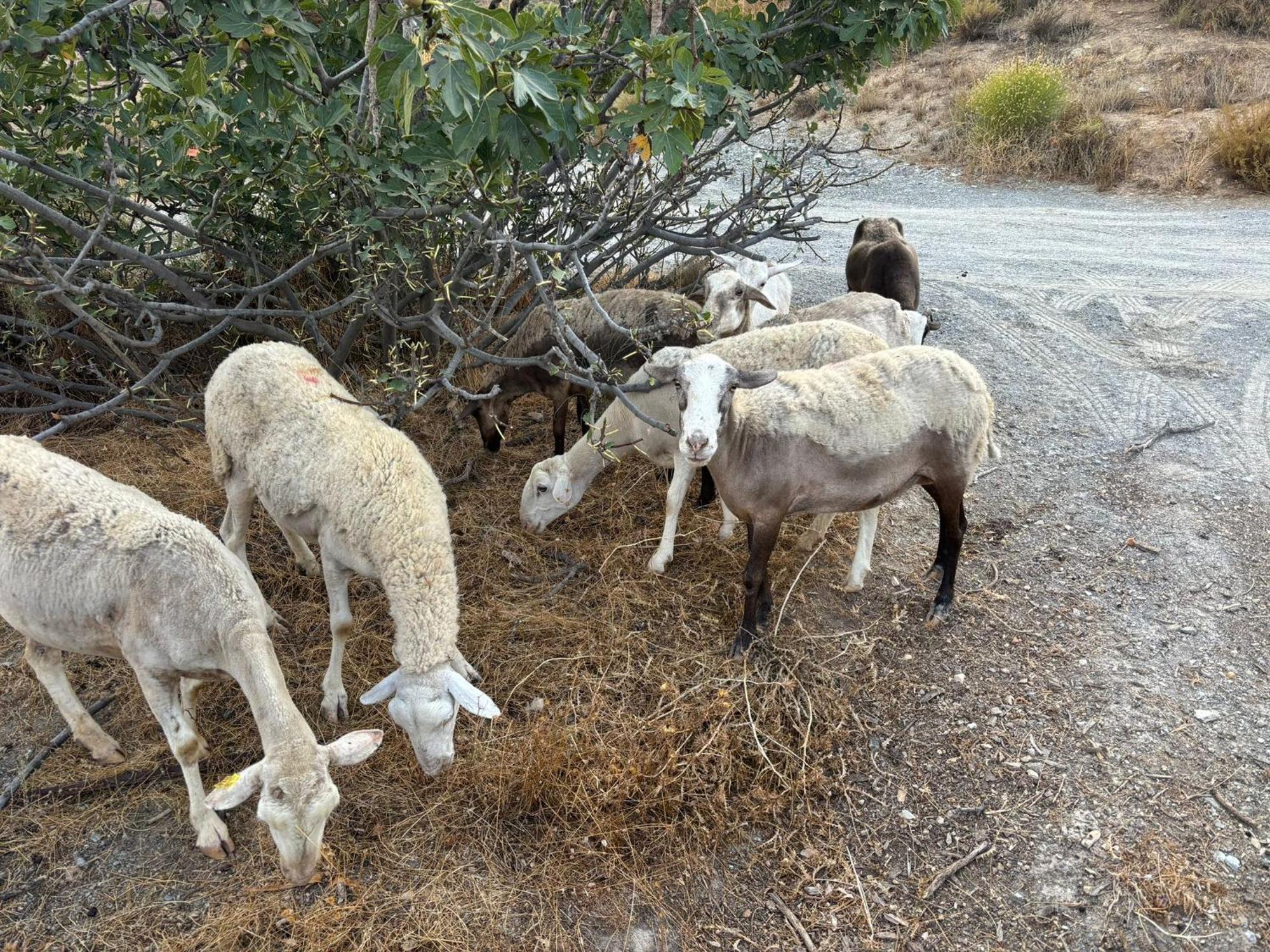 הוילה אורגיווה Cortijo La Vista מראה חיצוני תמונה